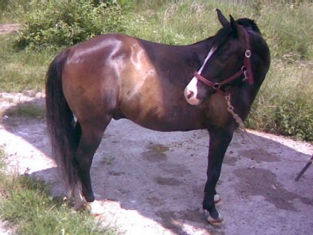 obrazek
